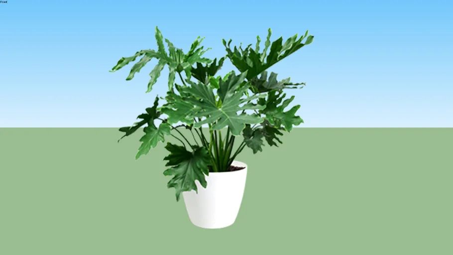 Philodendron