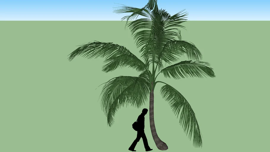 Cocotero