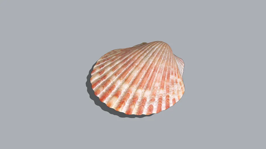 Scallop shell  贝壳