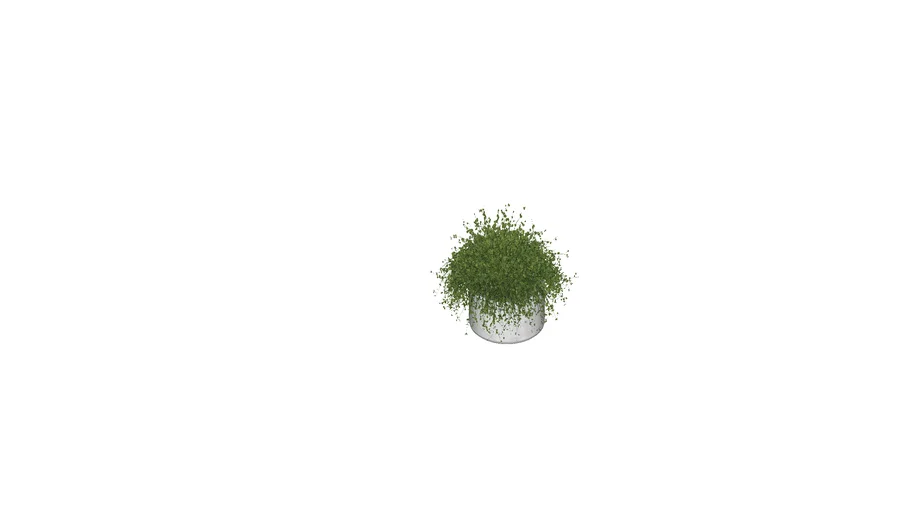 Vaso com Planta