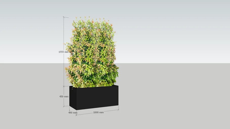 Eugenia Oleina Plant with Planter Box