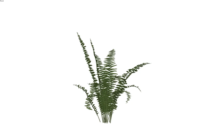 Nephrolepis exaltata - Cây dương sỉ đá - Cây dương sỉ lưỡi kiếm