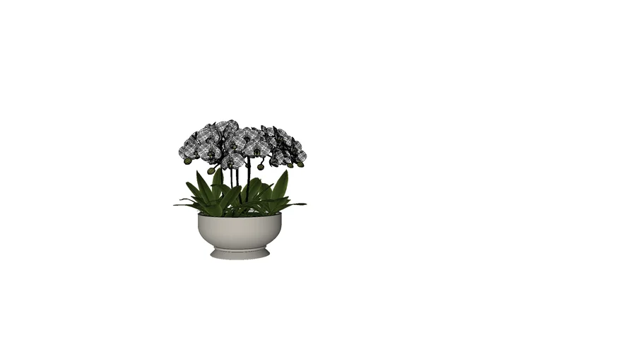 Orchid Plant