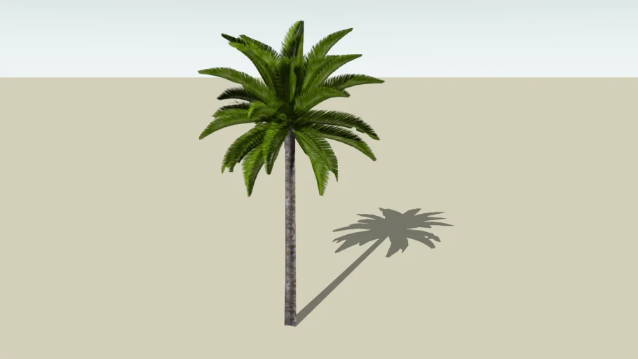 PALMERA