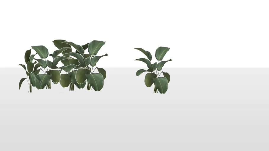 Calathea Lutea - Tanaman pisang