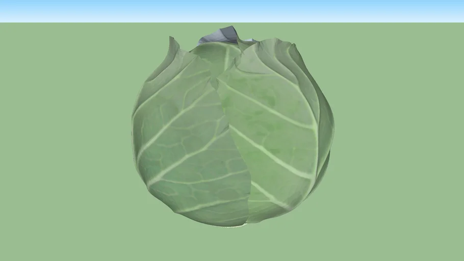Cabbage