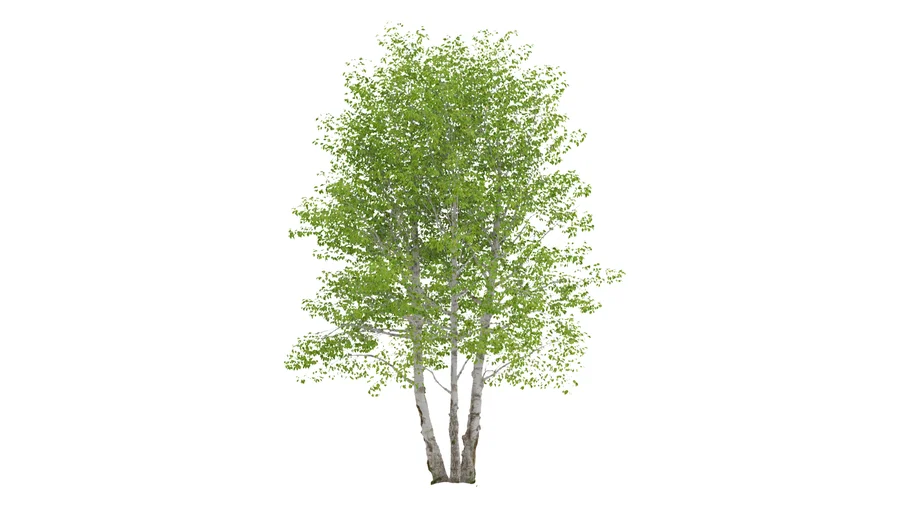 Betula - Birch Tree