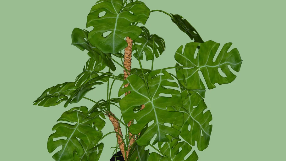 Monstera - Costela de Ado | 3D Warehouse