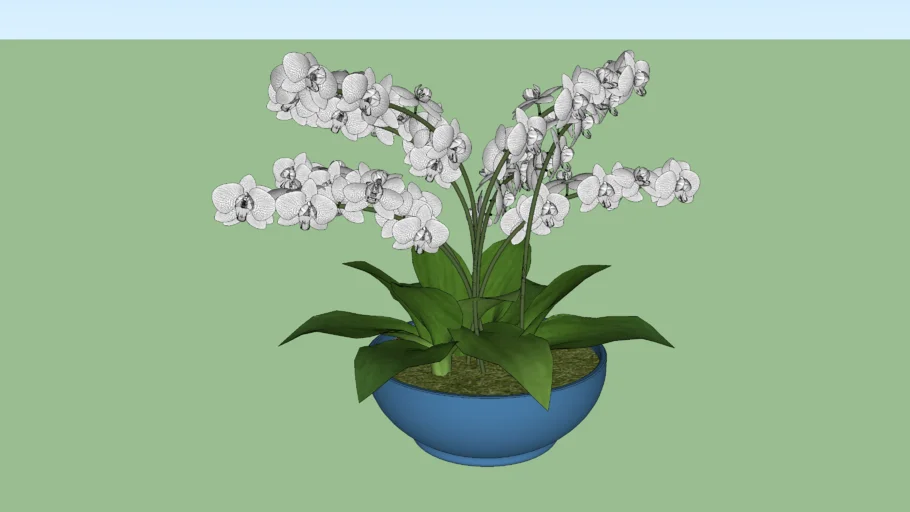 KG - ORCHID