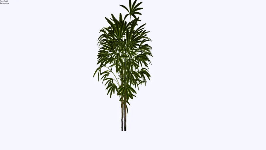 Palmeira Raphis 