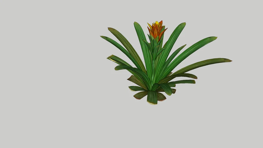 bromelia
