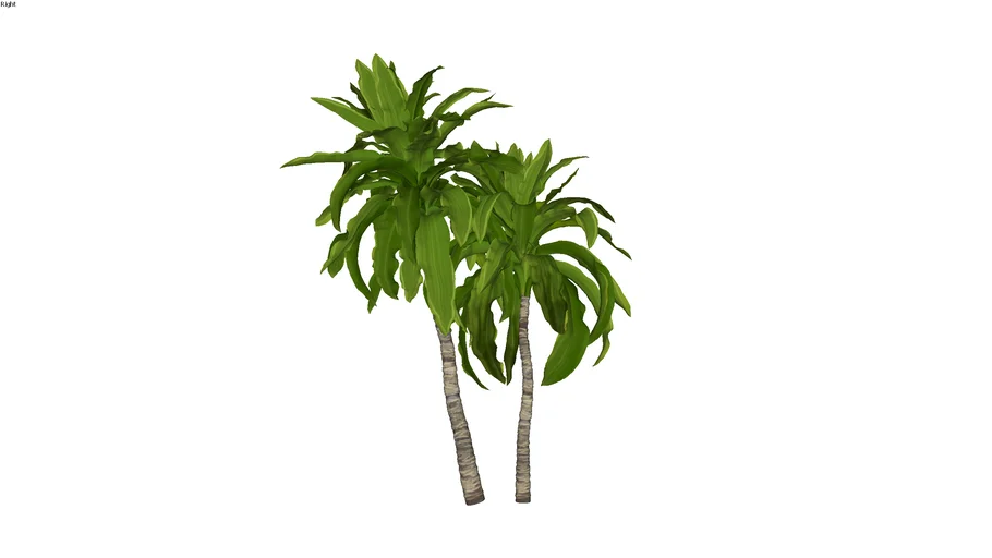 Paisagismo_Dracaena aletriformis_01