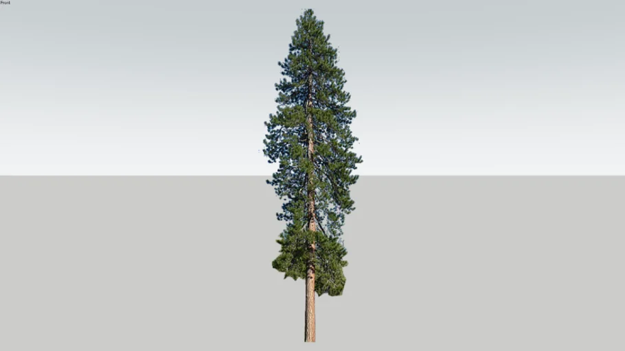 2d Ponderosa Pine