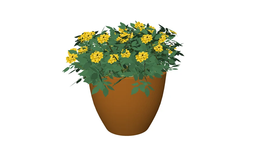 Vaso com Lantana camara mimi
