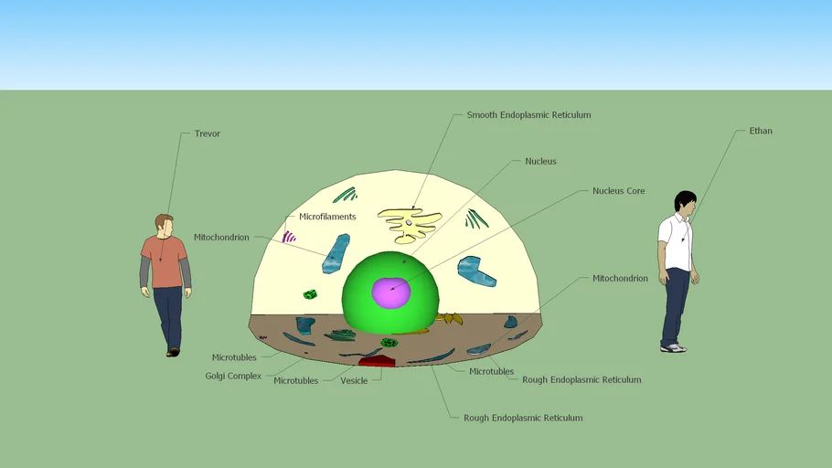 Cell | 3D Warehouse