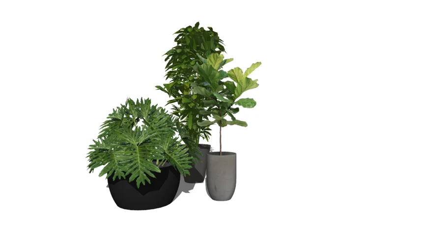 Plants