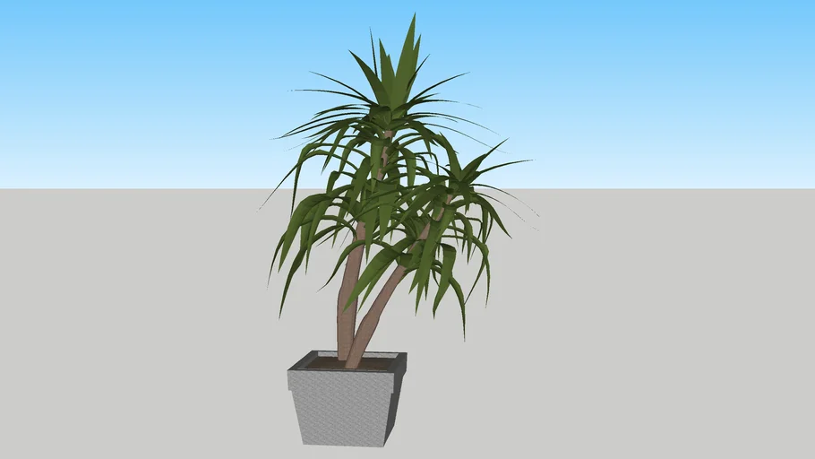 Indoor plant