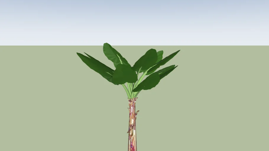  Banana-d'água - Typhonodorum lindleyanum