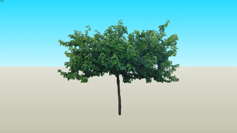 Morus alba 'kagayamae' תות לבן דולבני קג'יאמה