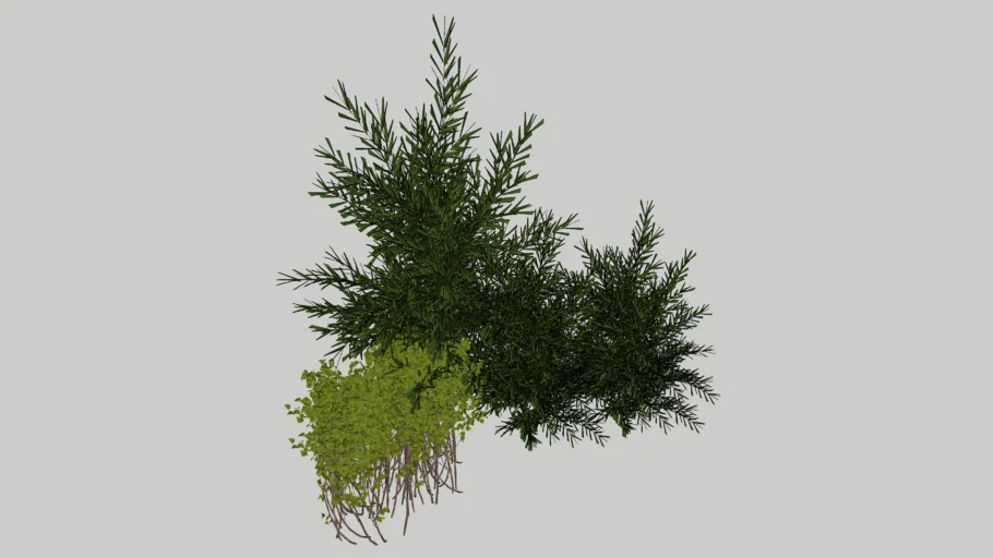 BUSH