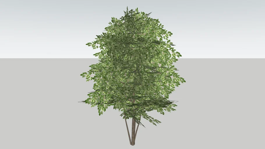 3D TREES