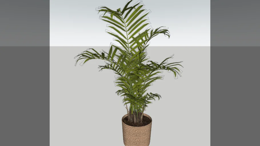 Palm with Pot Rotan