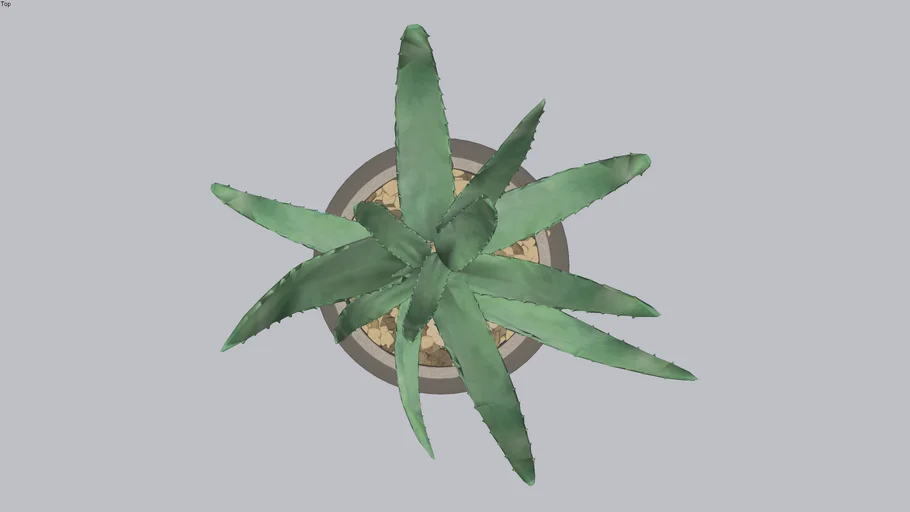 Aloe Vera