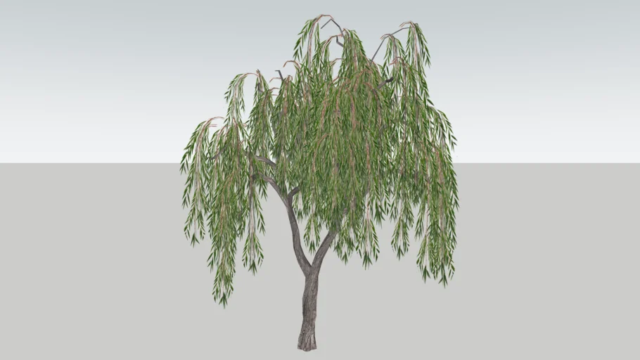 Saule    (Willow)