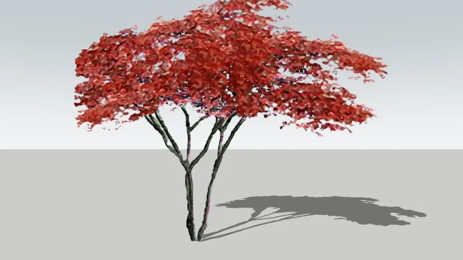 Red Japanese Maple - Acer palmatum - 2d
