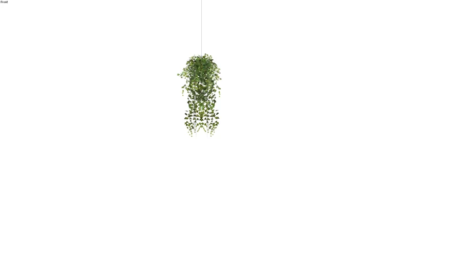 ivy pot