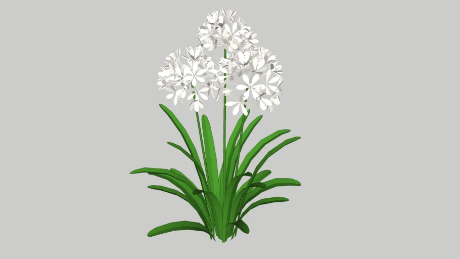 AGAPANDO BLANCO