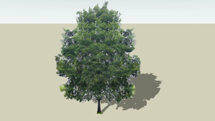 Olmo ( Elm tree )