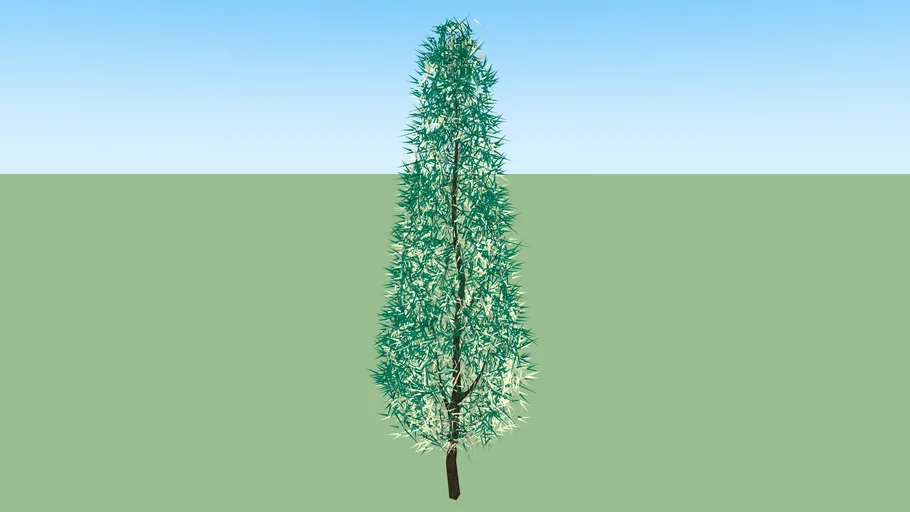 juniperus chinensis `Variegated`