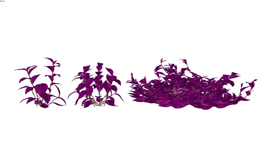 Lambari roxo_Tradescantia zebrina_Paisagismo