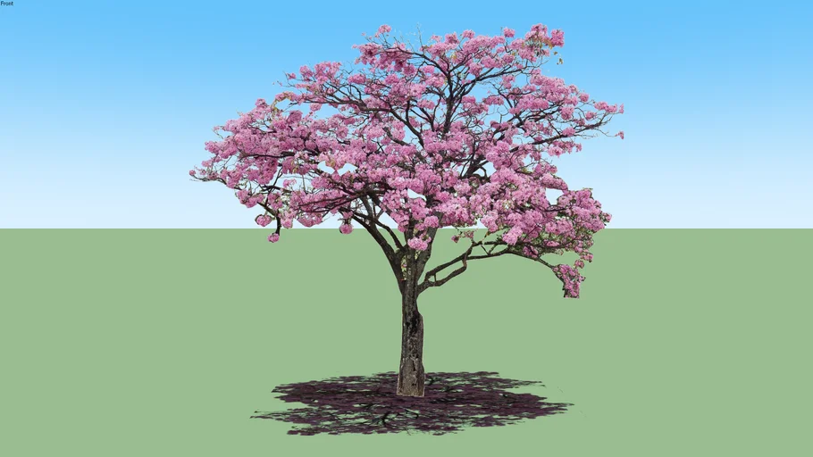 TABEBUIA ROSEA