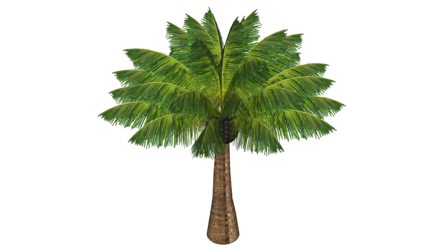 palmeira