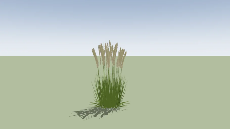 Cortaderia selloana