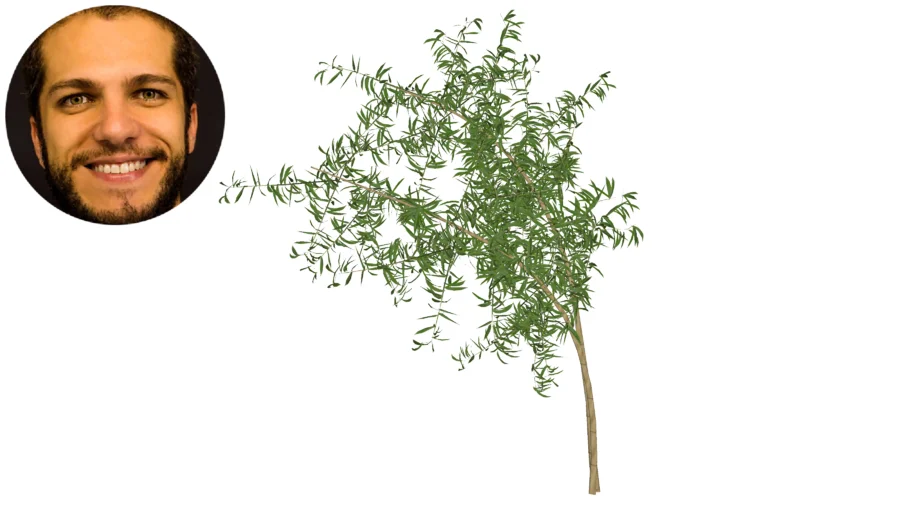 Phyllostachys pubescens Bambu-mossô