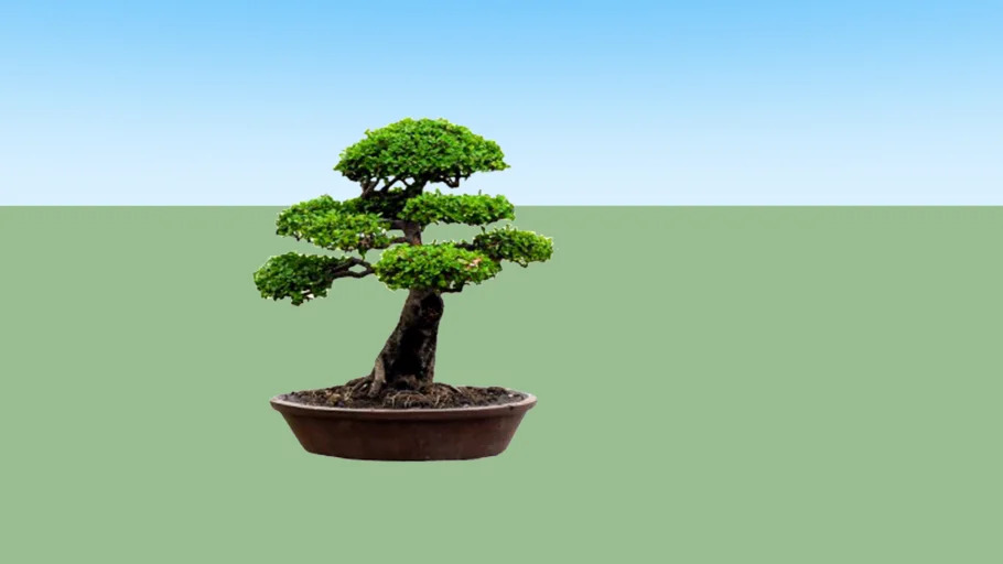 bonsai dollar