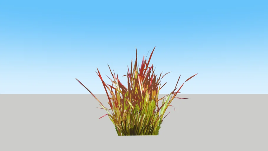 Japanese Blood Grass Plant
