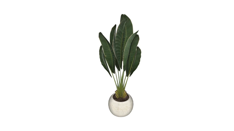 Vaso com Palmeira