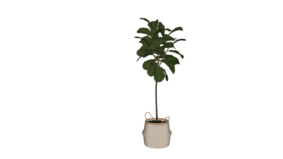 Ficus Lyrata