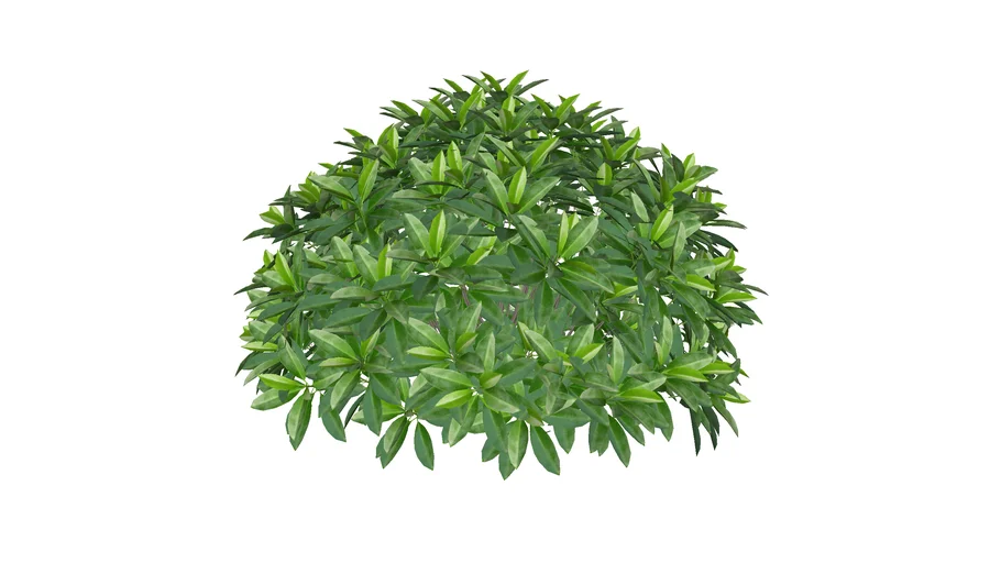 Cây Bụi -tree