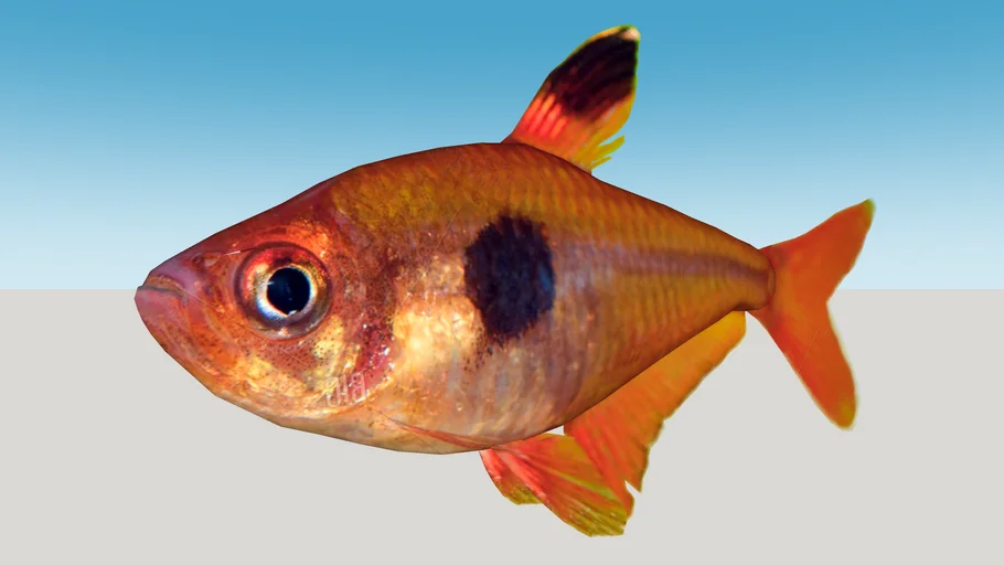 Tetra Gota de Sangre (Hyphessobrycon Eques)