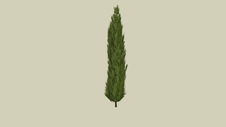 Cypress