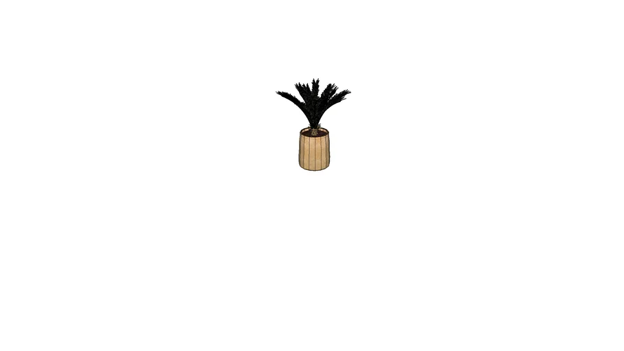 Plante Cycas Pot Tressé - Tanaman