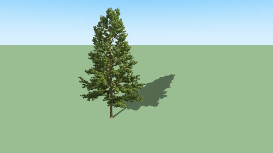 2d Pine tree 01