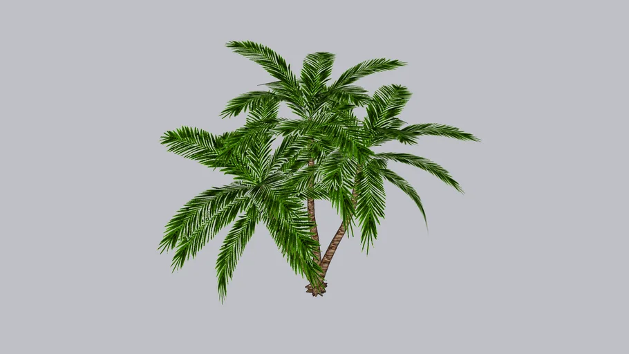 Phoenix roebelleni pigmy date palm