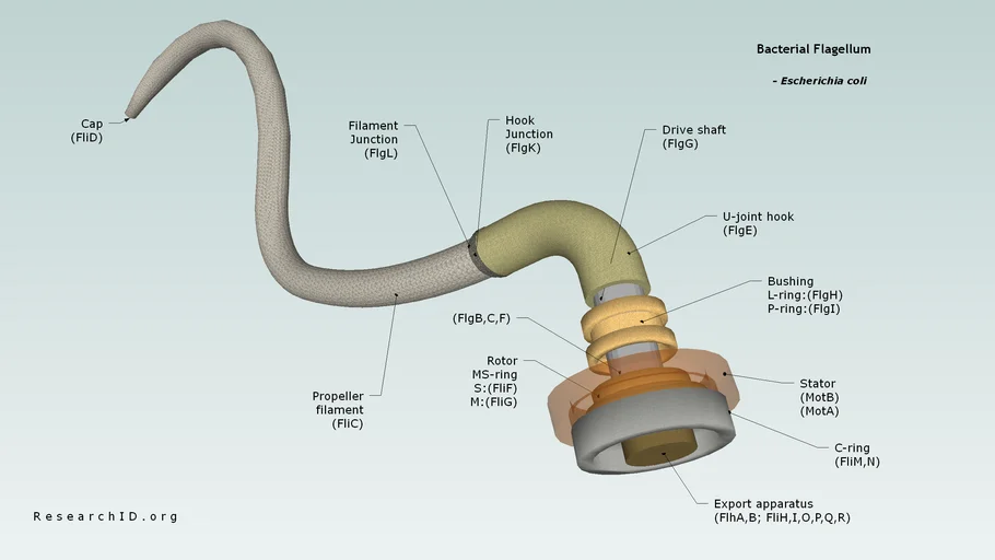 Bacterial flagellum