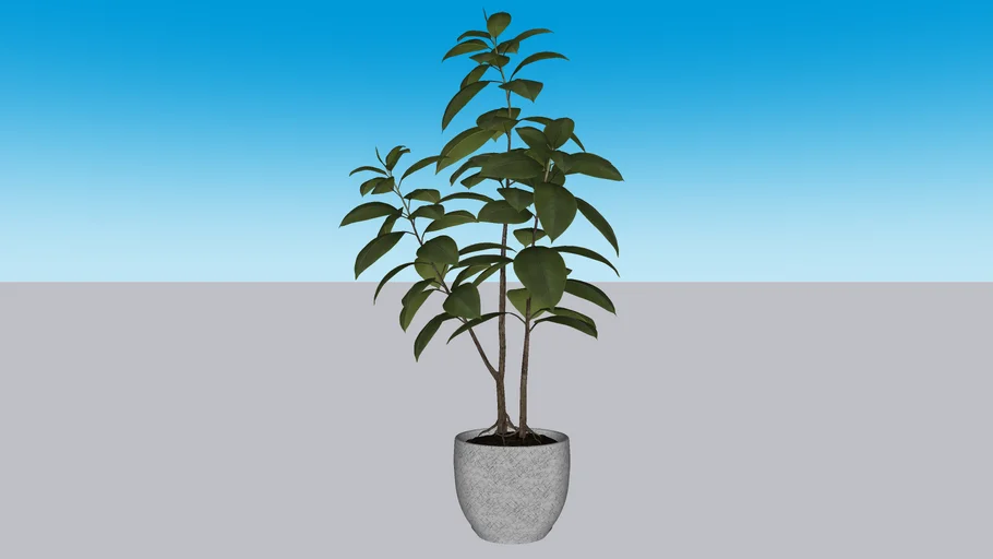 planta maceta